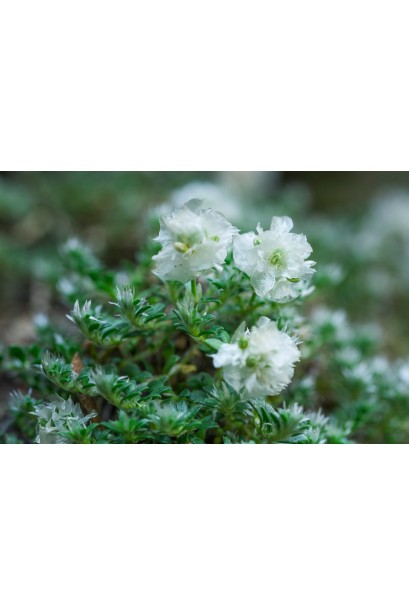 Квіти - Пароніхія капела